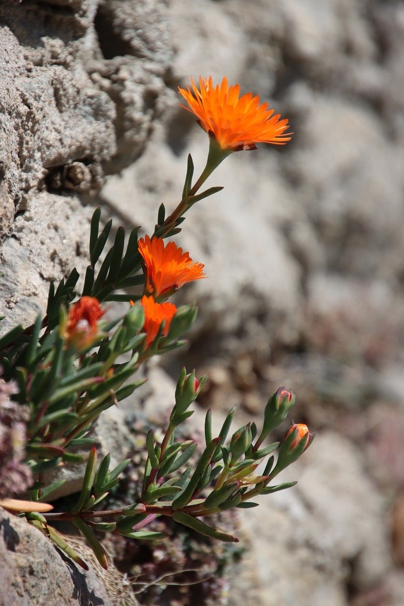 Succulent Wall Gardens