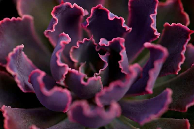 Succulent Wall Garden